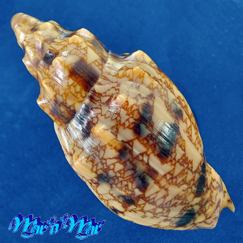 Odontocymbiola americana (Reeve, 1846) - Image 2