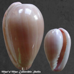 Bullata lilacina (Sowerby, 1846)