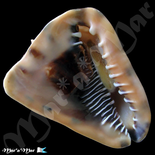 Cassis tuberosa (Linnaeus, 1758)