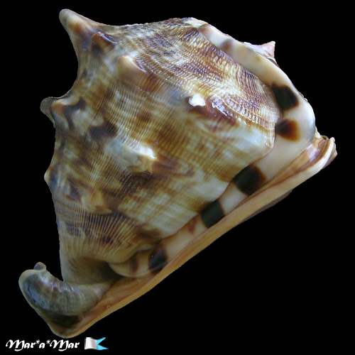 Cassis tuberosa (Linnaeus, 1758) - Image 3