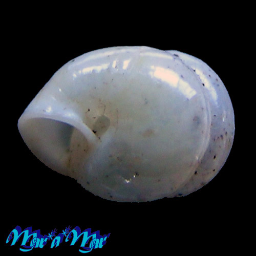 Streptaxis candei (Petit, 1842) - Imagem 2