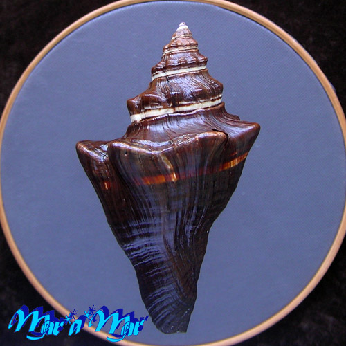 Alternative view of Pugilina tupiniquim Abbate & Simone, 2015