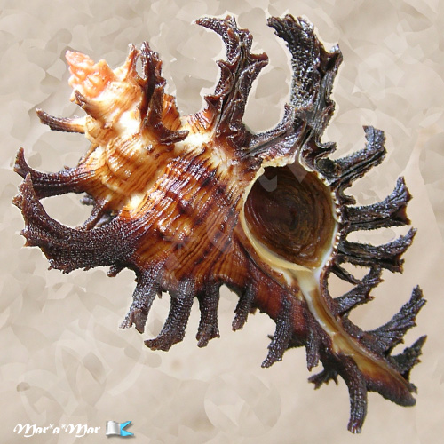 Chicoreus spectrum (Reeve, 1846)