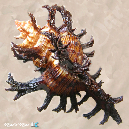 Alternative view of Chicoreus spectrum (Reeve, 1846)