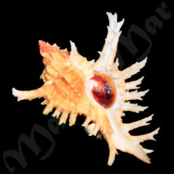 Chicoreus brevifrons (Lamarck, 1822)