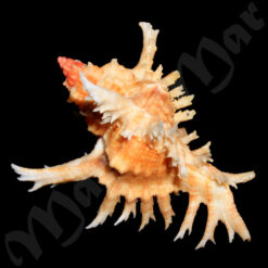 Chicoreus brevifrons (Lamarck, 1822) - Imagem 2