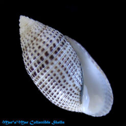 Pupa solidula (L., 1758)