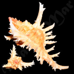 Chicoreus brevifrons (Lamarck, 1822) - Imagem 3