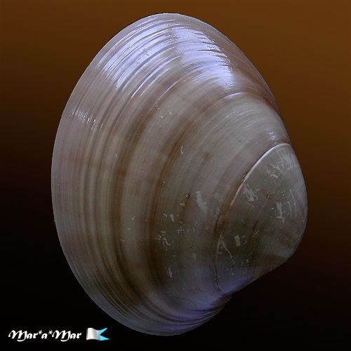 Megapitaria aurantiaca (Sowerby, 1831)