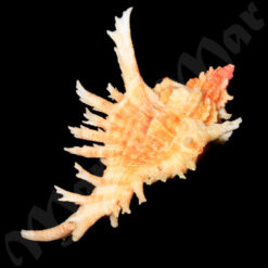 Chicoreus brevifrons (Lamarck, 1822) - Imagem 4