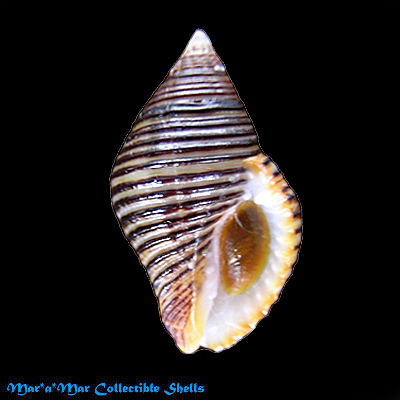 Cantharus undosus (Linnaeus, 1758)