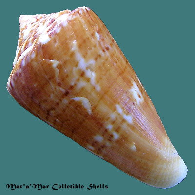 Alternative view of Conus xanthocinctus Petuch, 1986