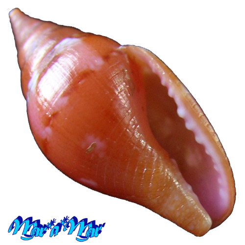 Columbella costa Simone, 2007