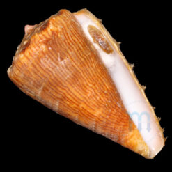Conus princeps lineolatus Valenciennes, 1832