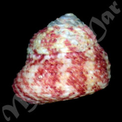 Alternative view of Tegula viridula (Gmelin, 1791)