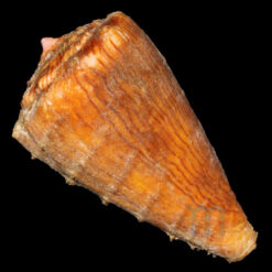 Conus princeps lineolatus Valenciennes, 1832 - Imagem 2