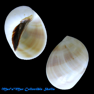 Polinices sebae (Recluz, 1844)