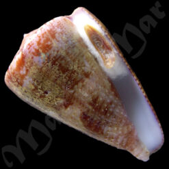 Conus purpurascens Sowerby (I) in Sowerby (II), 1833