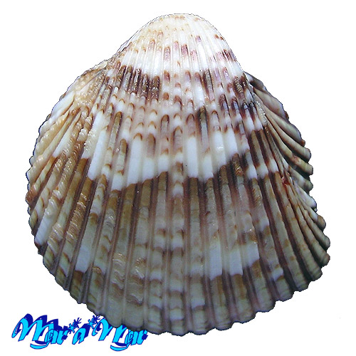 Americardia media (Linnaeus, 1758)