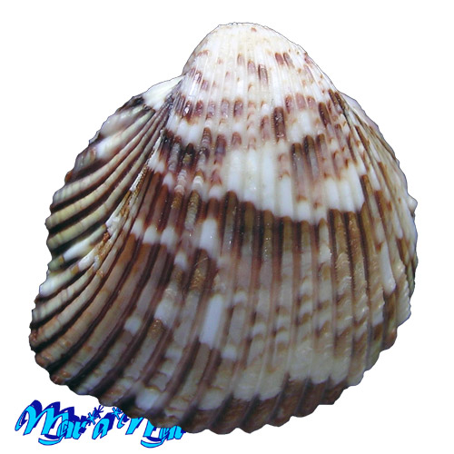 Alternative view of Americardia media (Linnaeus, 1758)