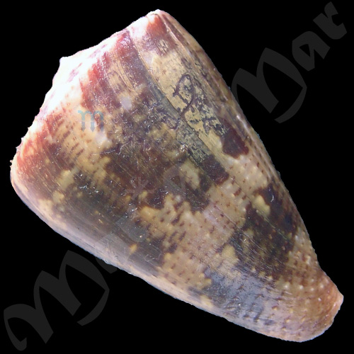 Conus purpurascens Sowerby (I) in Sowerby (II), 1833 - Image 2