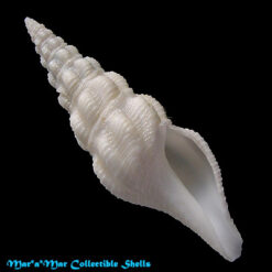 Knefastia horrenda (Watson, 1885)