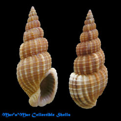 Phos roseatus (Hinds, 1844)