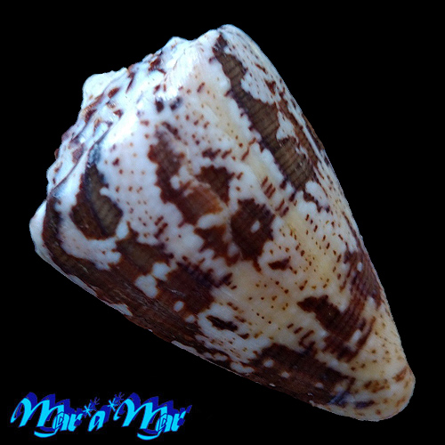 Conus regius Gmelin, 1791 - Image 2