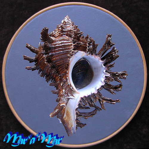 Hexaplex cichoreum (Gmelin, 1791)