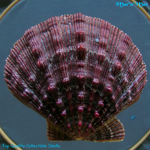 Nodipecten nodosus Linnaeus, 1758