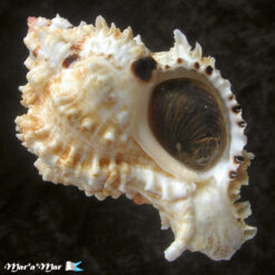 Phyllonotus occulatus (Reeve, 1845)