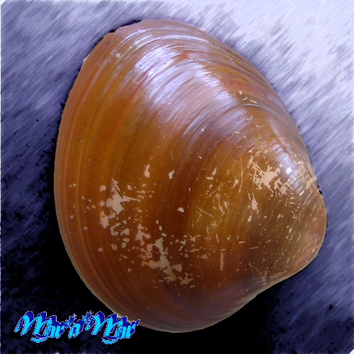 Megapitaria aurantiaca (Sowerby, 1831)