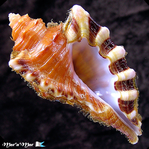 Cymatium femorale (Linnaeus, 1758)