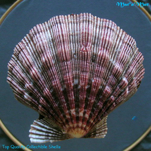 Nodipecten nodosus Linnaeus, 1758 - Imagem 2