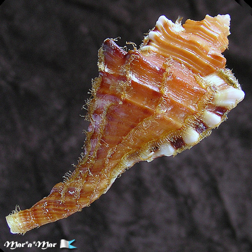 Alternative view of Cymatium femorale (Linnaeus, 1758)