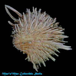 Arcinella brasiliana (Nicol, 1953)