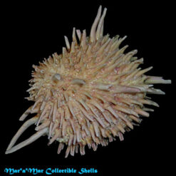 Arcinella brasiliana (Nicol, 1953) - Imagem 2