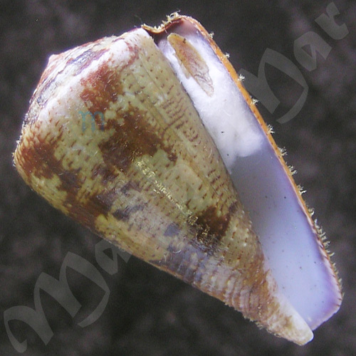 Conus purpurascens Sowerby (I) in Sowerby (II), 1833