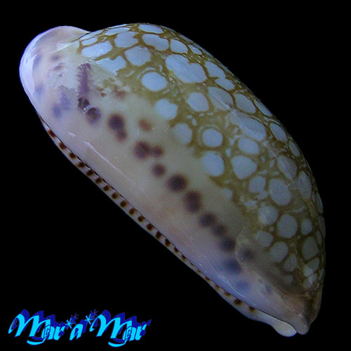 Cypraea (Mauritia) scurra vono Steadman & Cotton, 1943