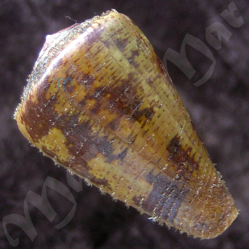 Conus purpurascens Sowerby (I) in Sowerby (II), 1833 - Image 2