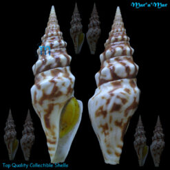 Tiariturris spectabilis Berry, 1958