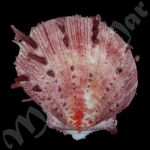 Spondylus ictericus Reeve, 1856