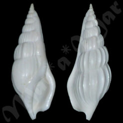 Rimella fissurella Linnaeus, 1767