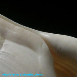 Rimella fissurella Linnaeus, 1767 - Imagem 3