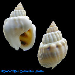 Nassarius arcularius Linnaeus, 1758