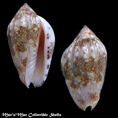 Plicoliva zelindae (Petuch, 1979) - Image 2