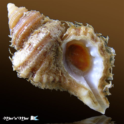 Cabestana felipponei (Ihering, 1907)