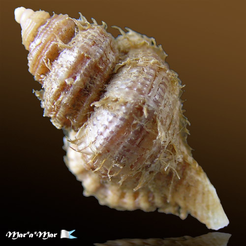 Alternative view of Cabestana felipponei (Ihering, 1907)