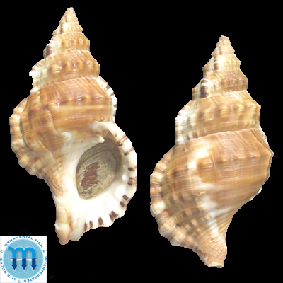 Ranella gemmifera (Euthyme, 1889)