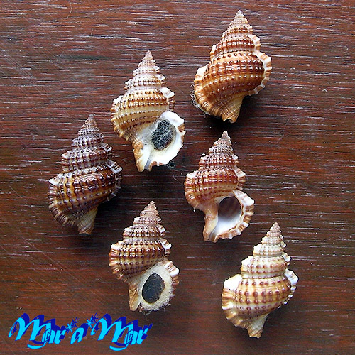 Gyrineum natator Röding, 1798